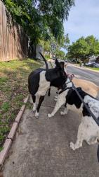 Found/Stray Male Dog last seen Quail Wood neighborhood , San Antonio, TX 78250