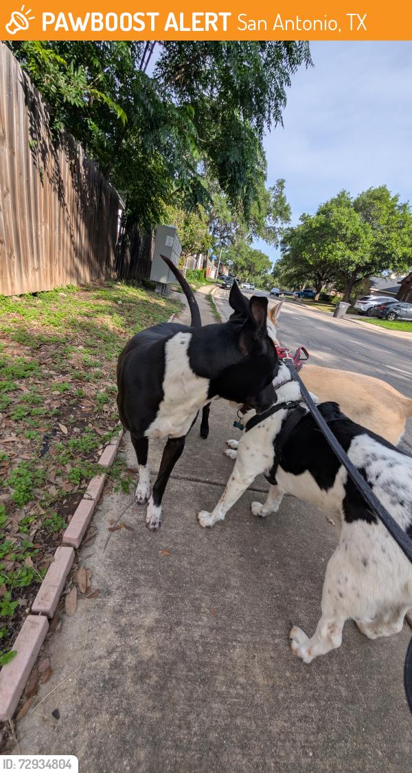 Found/Stray Male Dog last seen Quail Wood neighborhood , San Antonio, TX 78250