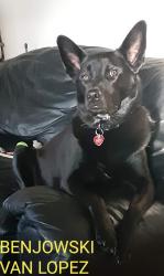 Reunited Male Dog last seen Sapphire and Amber ln, Jarrell, TX 76537