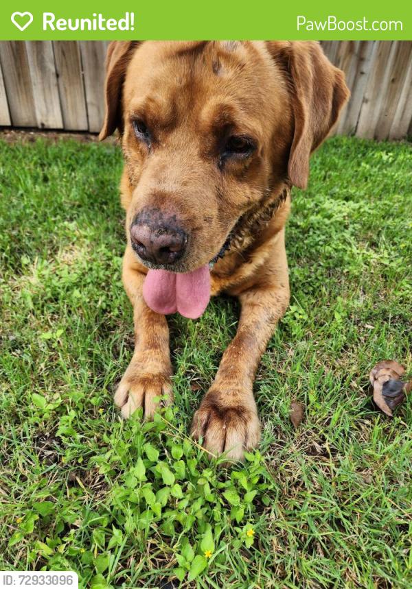 Reunited Male Dog last seen San Ramon Drive , Arlington, TX 76013