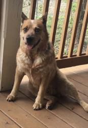 Reunited Male Dog last seen Acres Home, Houston, TX, USA, Houston, TX 77088