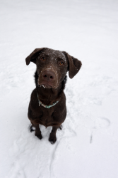 Reunited Female Dog last seen Brown trace road , South Pittsburg, TN 37380