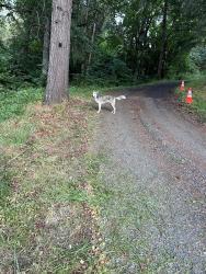 Lost Female Dog last seen River rd s Salem or     train tress  low height, Salem, OR 97302