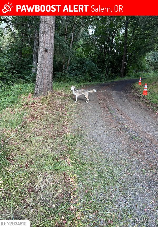 Lost Female Dog last seen River rd s Salem or     train tress  low height, Salem, OR 97302