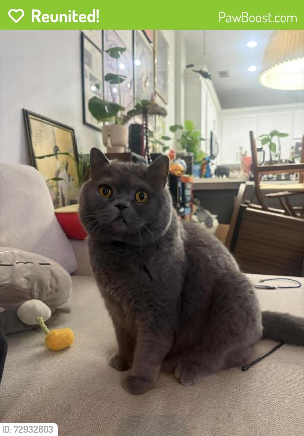 Reunited Male Cat last seen n howe & Crosby, Chicago, IL 60610