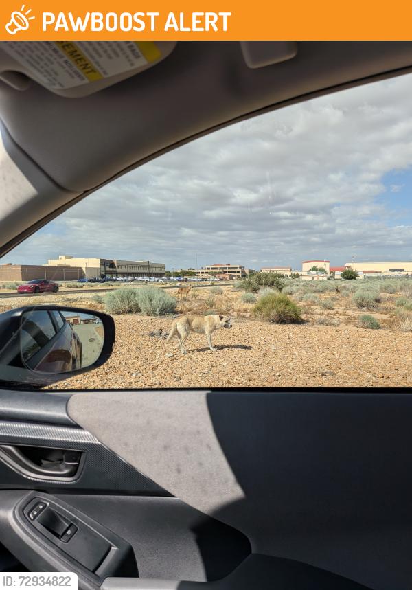 Found/Stray Unknown Dog last seen Near Wolfe ave, Edwards Air Force Base, CA 93524
