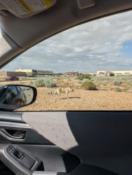Found/Stray Unknown Dog last seen Near Wolfe ave, Edwards Air Force Base, CA 93524