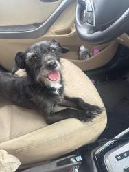 Found/Stray Male Dog last seen Flava barber and beauty salon, Indianapolis, IN 46218