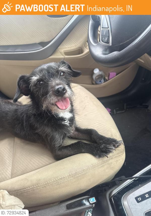 Found/Stray Male Dog last seen Flava barber and beauty salon, Indianapolis, IN 46218