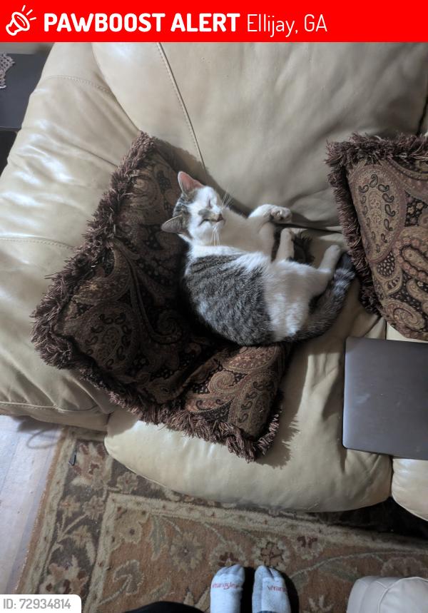 Lost Male Cat last seen Hilltop, Ellijay, GA 30540