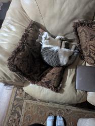 Lost Male Cat last seen Hilltop, Ellijay, GA 30540