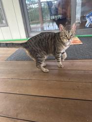 Found/Stray Female Cat last seen Mutton creek drive, near the hses around the lake., Jackson Township, IN 47274