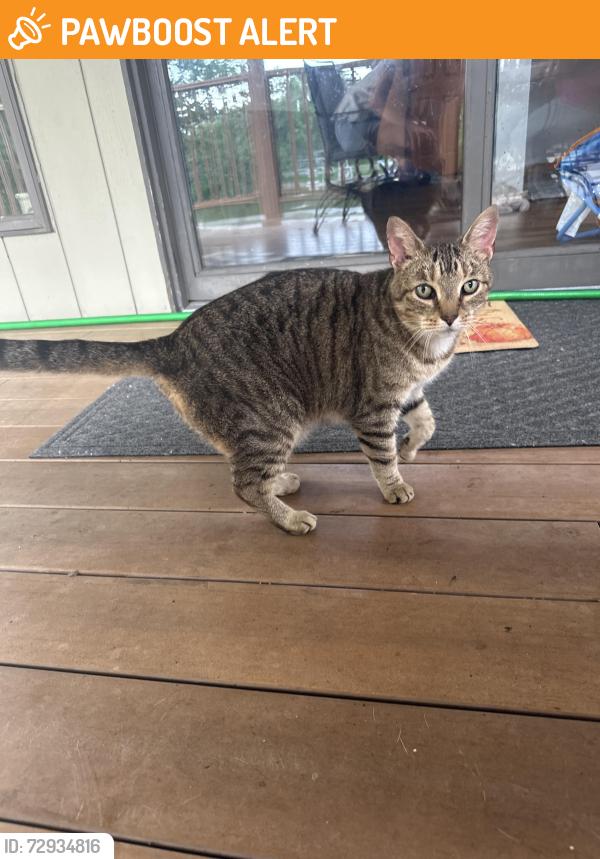 Found/Stray Female Cat last seen Mutton creek drive, near the hses around the lake., Jackson Township, IN 47274