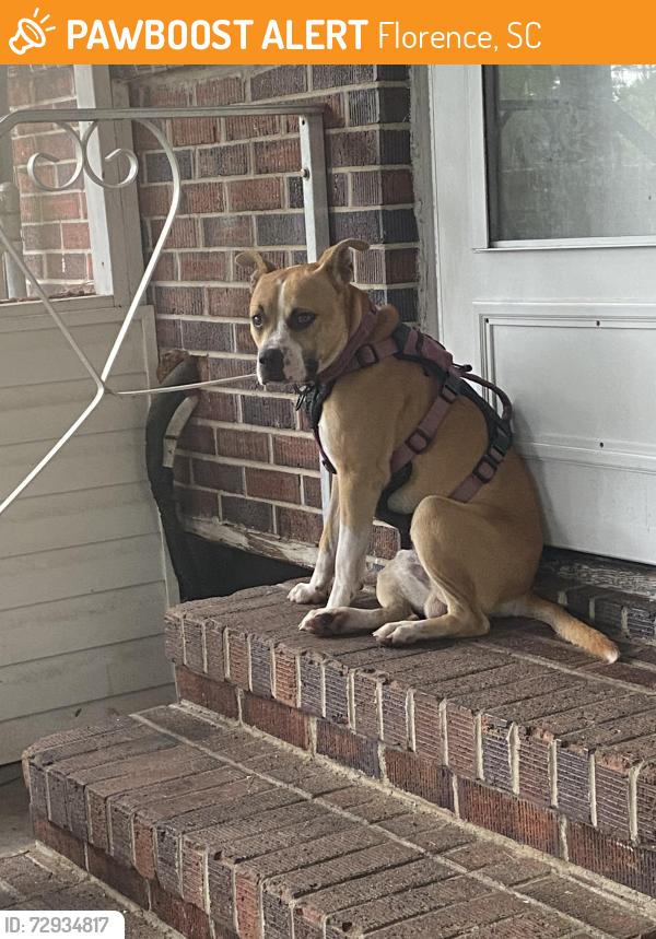 Found/Stray Male Dog last seen  North Cashua and Hwy 52 , Florence, SC 29501