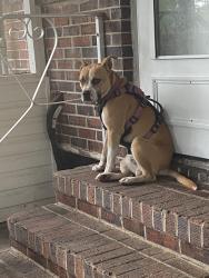 Found/Stray Male Dog last seen  North Cashua and Hwy 52 , Florence, SC 29501