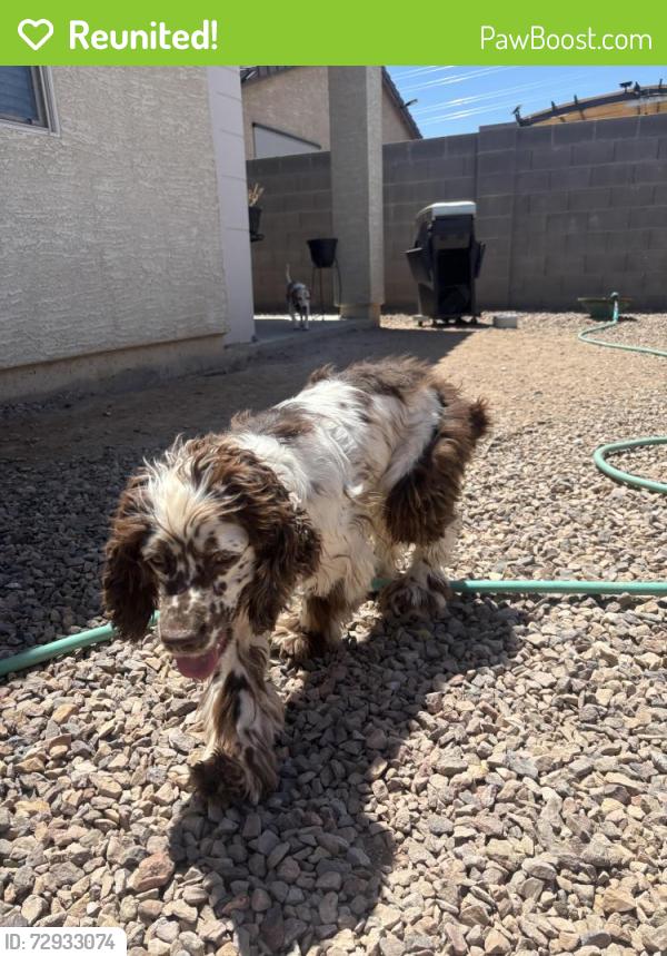 Reunited Male Dog last seen 99th and broadway , Tolleson, AZ 85353