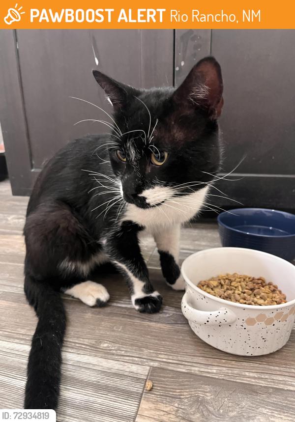 Found/Stray Male Cat last seen Near Paseo 550 DR NE Rio Rancho, Rio Rancho, NM 87144