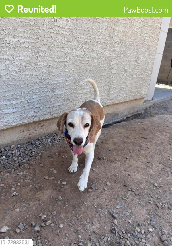 Reunited Male Dog last seen 99th and broadway , Tolleson, AZ 85353