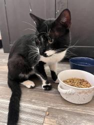 Found/Stray Male Cat last seen Near Paseo 550 DR NE Rio Rancho, Rio Rancho, NM 87144