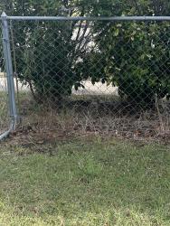 Found/Stray Unknown Cat last seen Trey and Mayme Jane, Killeen, TX 76542