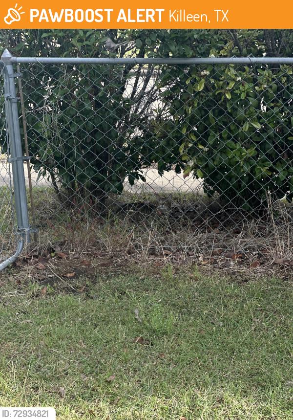 Found/Stray Unknown Cat last seen Trey and Mayme Jane, Killeen, TX 76542