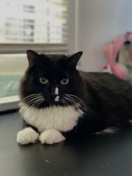 Reunited Male Cat last seen Near and Old shakopee road, Bloomington, MN 55437