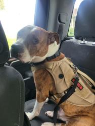 Lost Male Dog last seen Redondo Road and belmont ave., Youngstown, OH 44504