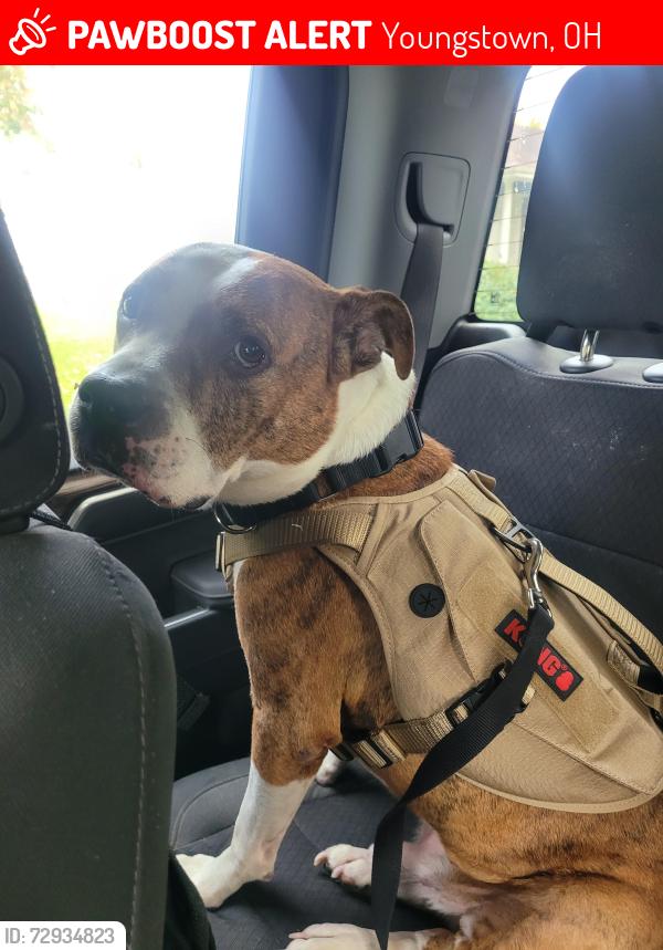 Lost Male Dog last seen Redondo Road and belmont ave., Youngstown, OH 44504
