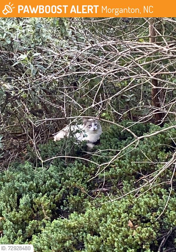 Found/Stray Unknown Cat last seen Near Mount Olive Baptist Church and along Mount Olive Church Rd, Morganton, NC 28655
