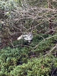 Found/Stray Unknown Cat last seen Near Mount Olive Baptist Church and along Mount Olive Church Rd, Morganton, NC 28655