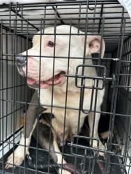 Shelter Stray Female Dog last seen Atlanta, GA 30318, Atlanta, GA 30336