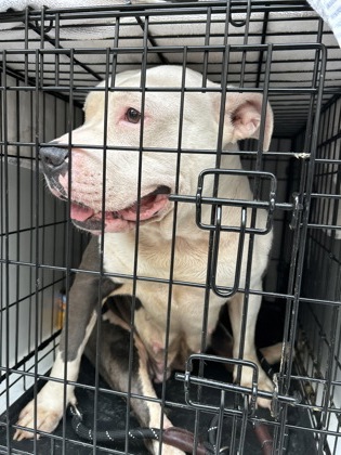 Shelter Stray Female Dog last seen Atlanta, GA 30318, Atlanta, GA 30336