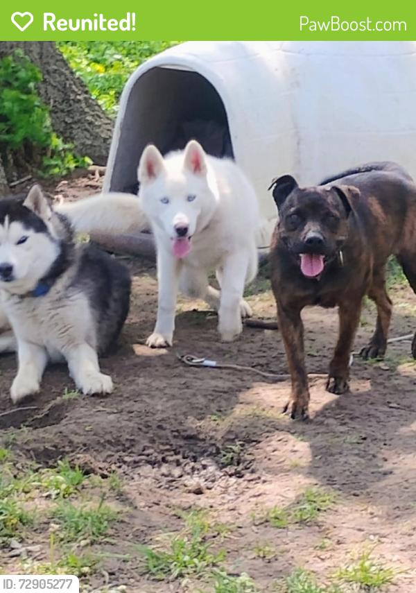 Reunited Male Dog last seen Veterans hosp , Kansas City, MO 64128