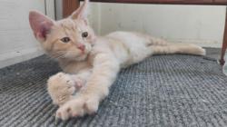 Shelter Stray Unknown Cat last seen Madison, WI , Madison, WI 53718