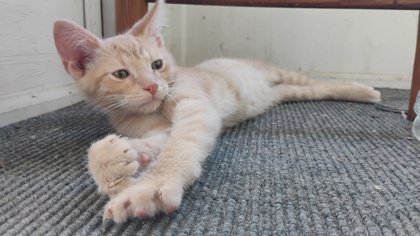 Shelter Stray Unknown Cat last seen Madison, WI , Madison, WI 53718