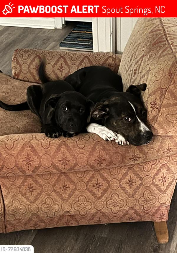 Lost Female Dog last seen Buffalo Lakes Rd, Spout Springs, NC 27332