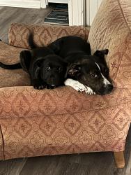 Lost Female Dog last seen Buffalo Lakes Rd, Spout Springs, NC 27332