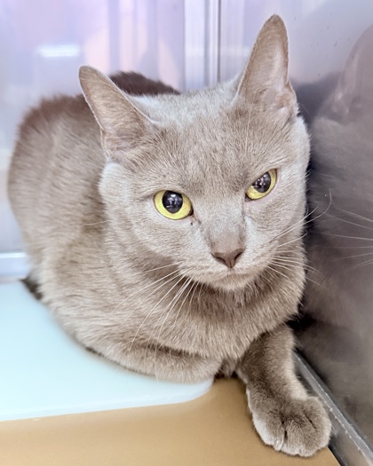 Shelter Stray Female Cat last seen , CA , Oakland, CA 94601