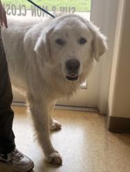 Shelter Stray Male Dog last seen Cedar Hill, TX , Cedar Hill, TX 75104