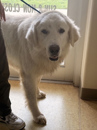Shelter Stray Male Dog last seen Cedar Hill, TX , Cedar Hill, TX 75104