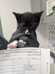 Shelter Stray Female Cat last seen Oakland, CA 94621, Oakland, CA 94601
