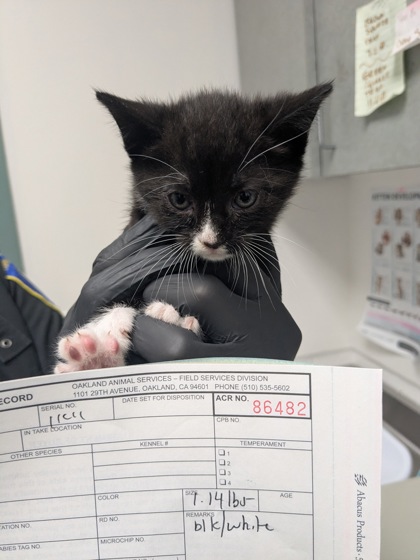 Shelter Stray Female Cat last seen Oakland, CA 94621, Oakland, CA 94601