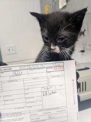 Shelter Stray Female Cat last seen Oakland, CA 94621, Oakland, CA 94601