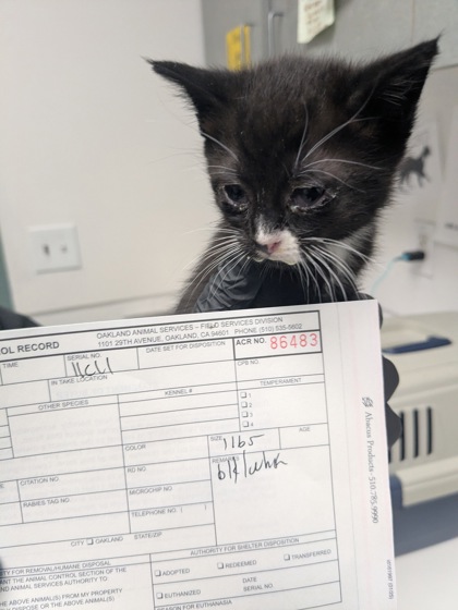 Shelter Stray Female Cat last seen Oakland, CA 94621, Oakland, CA 94601