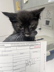 Shelter Stray Female Cat last seen Oakland, CA 94621, Oakland, CA 94601