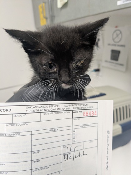 Shelter Stray Female Cat last seen Oakland, CA 94621, Oakland, CA 94601
