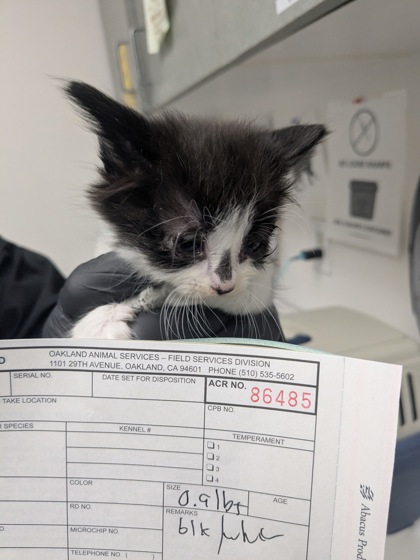 Shelter Stray Female Cat last seen Oakland, CA 94621, Oakland, CA 94601