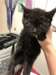 Shelter Stray Female Cat last seen Gold River, CA 95670, Sacramento, CA 95828