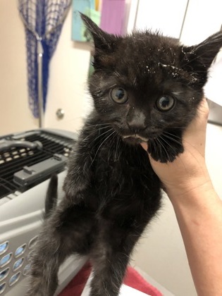 Shelter Stray Female Cat last seen Gold River, CA 95670, Sacramento, CA 95828