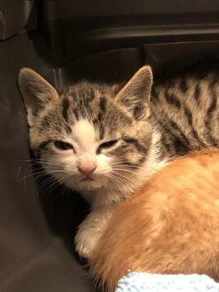Shelter Stray Female Cat last seen Gold River, CA 95670, Sacramento, CA 95828